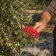 Mano Plastico Recolectora Aceituna Con Agujero